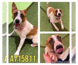 Mutt Dogs for adoption in San Antonio, TX, USA