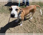 Small #1 American Pit Bull Terrier Mix