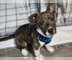 Small Mountain Cur Mix