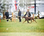 Small #13 Doberman Pinscher