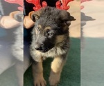 Puppy Mr White German Shepherd Dog