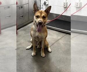 Mutt Dogs for adoption in Forestville, MD, USA