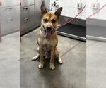 *ROMAN - Male Mutt Dog for Adoption - Small photo