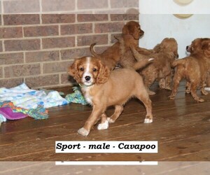 Cavapoo Puppy for sale in CLARKRANGE, TN, USA