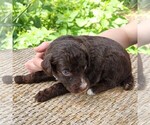 Small #9 F2 Aussiedoodle