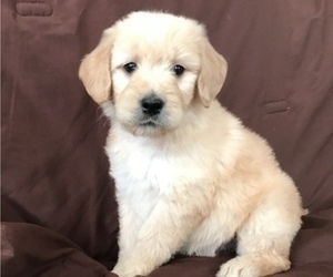 Golden Retriever Puppy for sale in PARKER, CO, USA