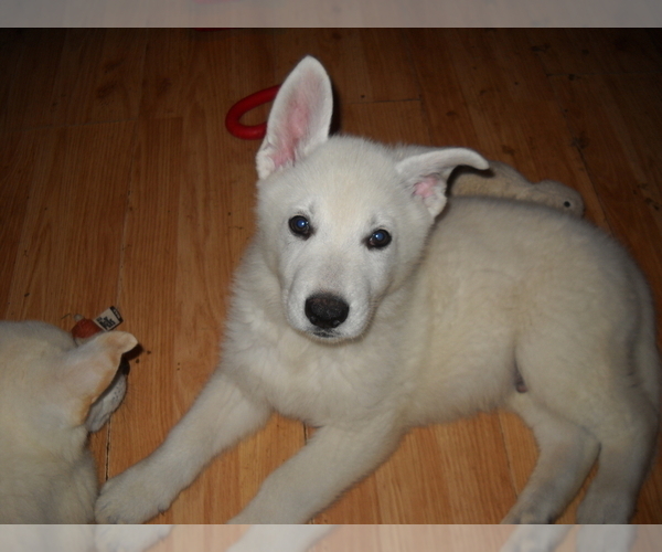 Medium Photo #1 German Shepherd Dog Puppy For Sale in SHAWANO, WI, USA
