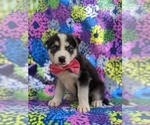Small Photo #5 Labrador Retriever-Sharberian Husky Mix Puppy For Sale in LINCOLN UNIV, PA, USA