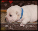 Small Photo #2 West Highland White Terrier Puppy For Sale in COPPOCK, IA, USA