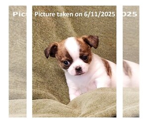 Medium Chihuahua