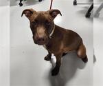 Small Labrador Retriever Mix