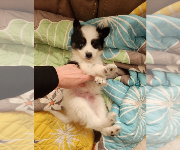 Medium Photo #16 Pomsky Puppy For Sale in DALLAS, NC, USA