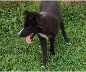 Border Collie Puppy for sale in WEST LIBERTY, KY, USA