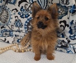 Small Photo #15 Yoranian Puppy For Sale in ELKTON, KY, USA