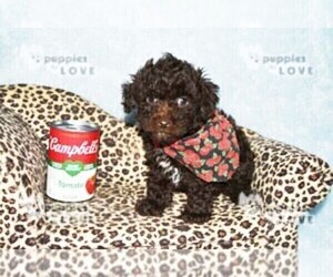 Poodle (Toy) Puppy for sale in SANGER, TX, USA