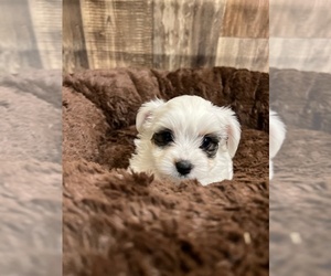 Yorkshire Terrier Puppy for Sale in NORMANGEE, Texas USA