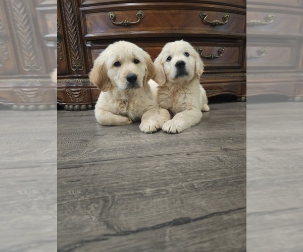 Medium Photo #3 Golden Retriever Puppy For Sale in ELVERTA, CA, USA