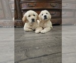 Small #2 Golden Retriever