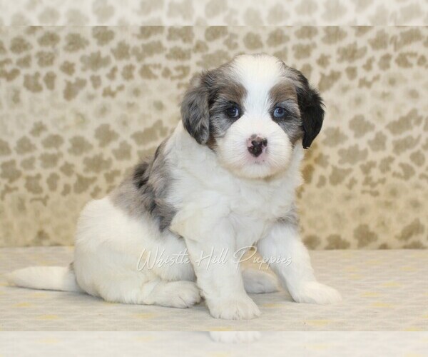 Medium Photo #3 Miniature Bernedoodle Puppy For Sale in DENVER, PA, USA