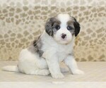 Small #2 Miniature Bernedoodle