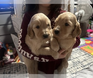 Goldendoodle Puppy for sale in LONG BEACH, CA, USA