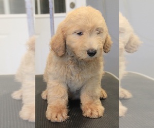 Goldendoodle (Miniature) Puppy for sale in HEADLAND, AL, USA