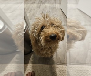 Miniature Labradoodle Puppy for sale in MESA, AZ, USA