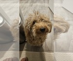 Small Miniature Labradoodle