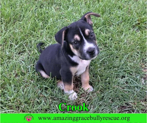 Medium Photo #1 American Staffordshire Terrier-Beagle Mix Puppy For Sale in Milton, FL, USA