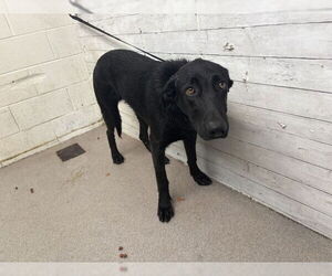 Shepradors Dogs for adoption in San Bernardino, CA, USA