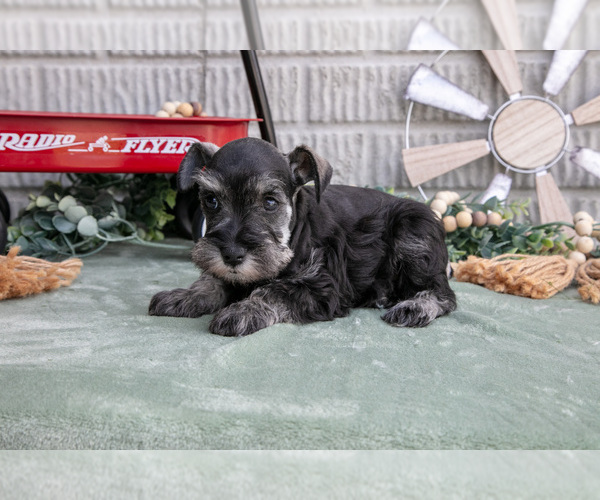 Medium Photo #2 Schnauzer (Miniature) Puppy For Sale in BALTIC, OH, USA