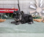 Small #1 Schnauzer (Miniature)
