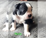 Small Photo #10 Boston Terrier Puppy For Sale in LEXINGTON, IN, USA