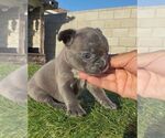 Small #1 French Bulldog