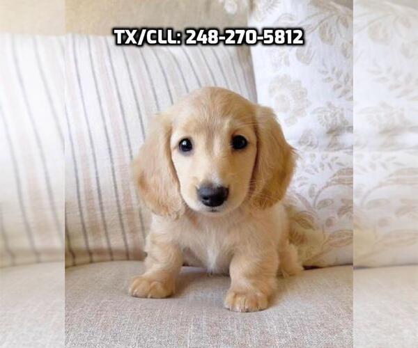Medium Photo #1 Dachshund Puppy For Sale in CHICAGO, IL, USA