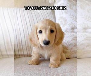 Dachshund Puppy for sale in CHICAGO, IL, USA