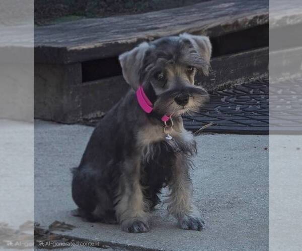 Medium Photo #4 Schnauzer (Miniature) Puppy For Sale in BROOKSVILLE, FL, USA