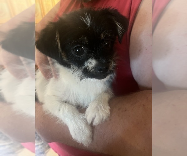Medium Photo #9 Shorkie Tzu Puppy For Sale in LEBANON, OR, USA