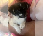 Small #8 Shorkie Tzu