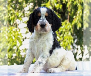 English Springer Spaniel Puppy for sale in BIRD IN HAND, PA, USA