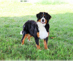 Small Photo #1 Bernese Mountain Dog Puppy For Sale in SYRACUSE, IN, USA