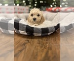 Puppy Puppy 3 Cavapoo