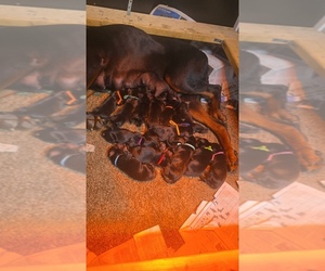 Medium Doberman Pinscher