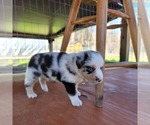 Small Photo #11 Miniature Australian Shepherd Puppy For Sale in MIDDLEBURG, FL, USA