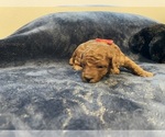 Small #1 Poodle (Toy)