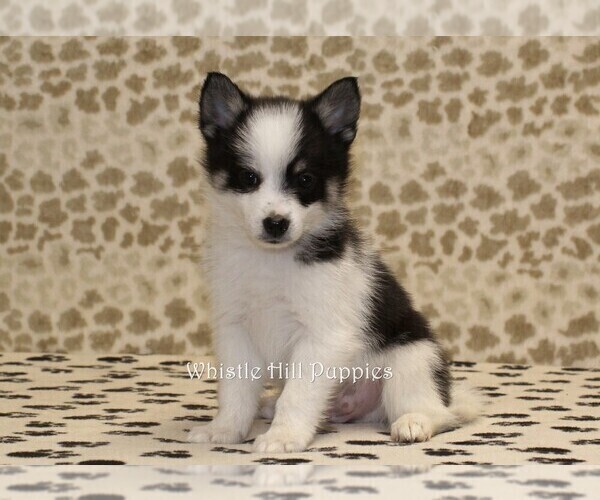 Medium Photo #1 Pomsky Puppy For Sale in DENVER, PA, USA