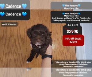 Poovanese Puppy for sale in TUCSON, AZ, USA