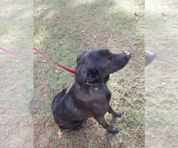 Medium Photo #4 Labrador Retriever-Unknown Mix Puppy For Sale in Winston Salem, NC, USA