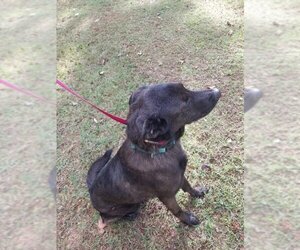 Bear - Male Labrador Retriever-Unknown Mix Dog for Adoption - Photo #4