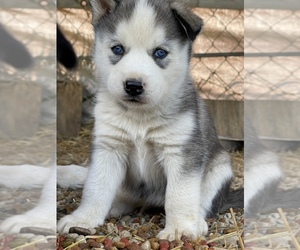 Siberian Husky Puppy for sale in LAGRO, IN, USA